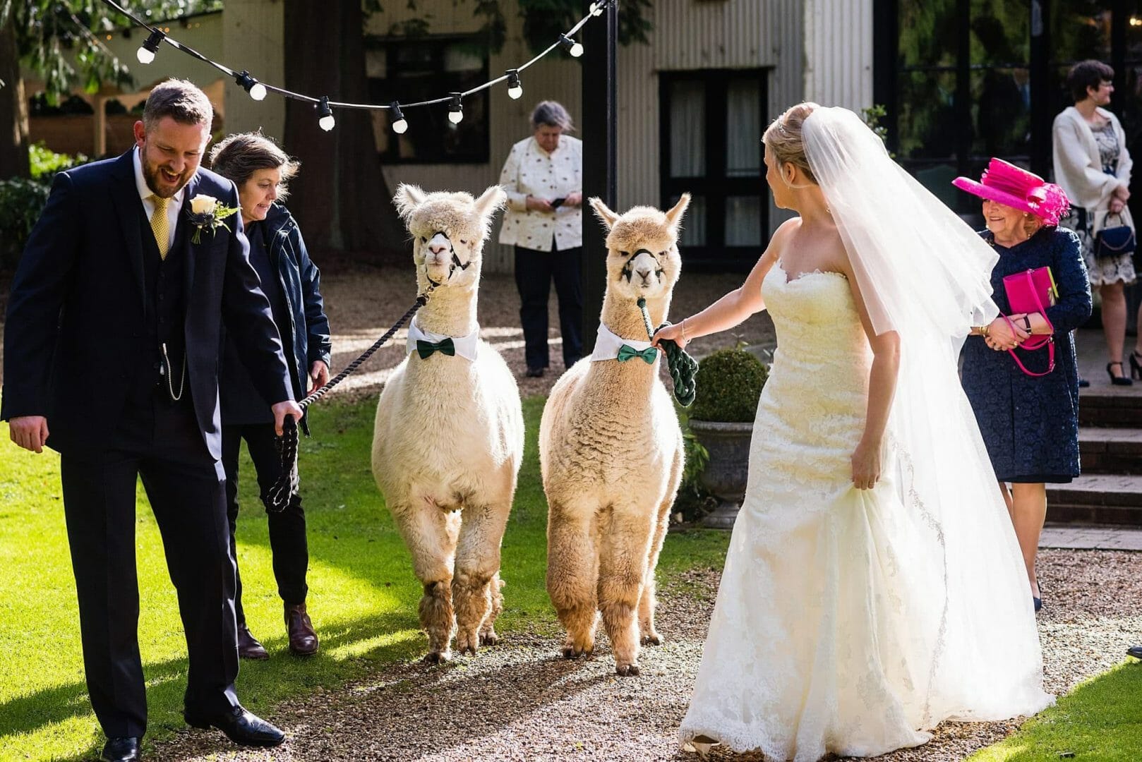 Bride and Groom lead the Alpaca out of the wedding ceremony