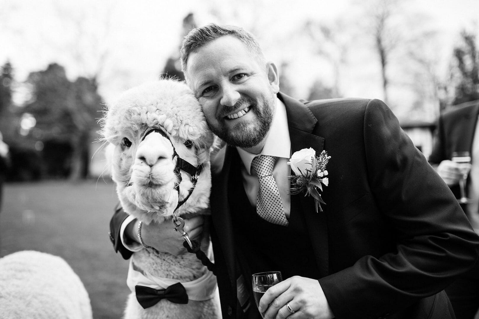 Groom poses with the Alpaca during Larmer Tree Garden wedding