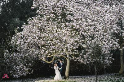 Magnolia at Brympton house