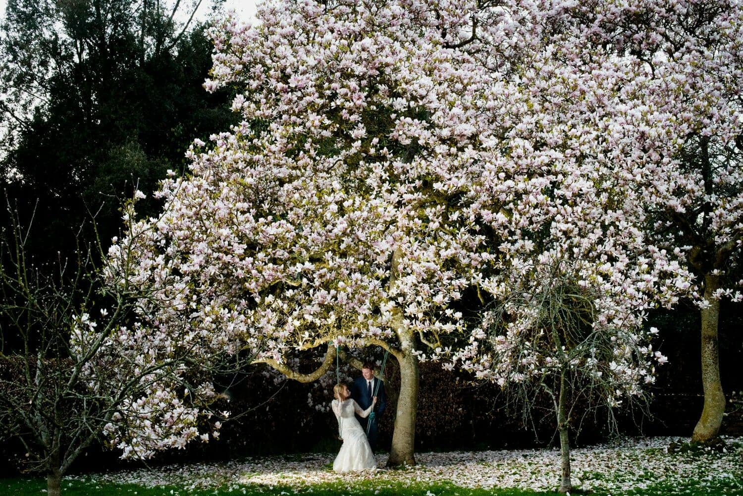 Magnolia tree Brympton House wedding