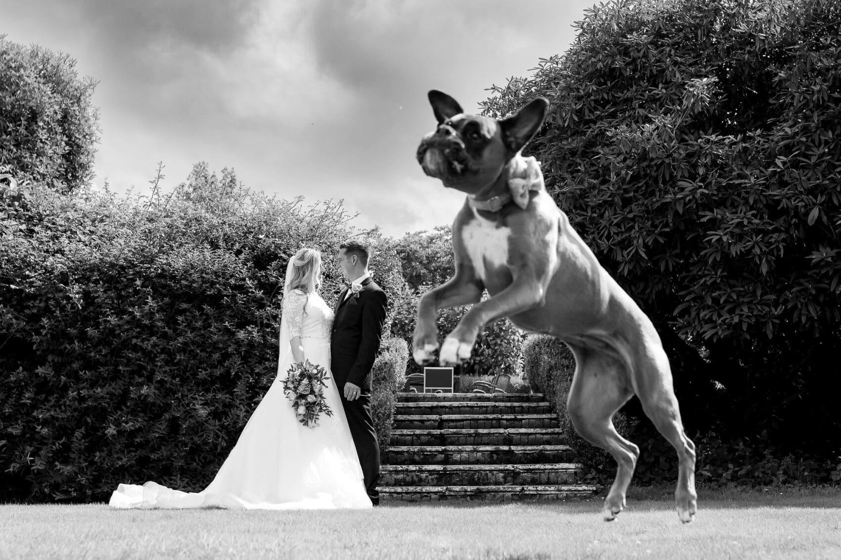 Boxer dog jumps in front of the bride and groom as they pose