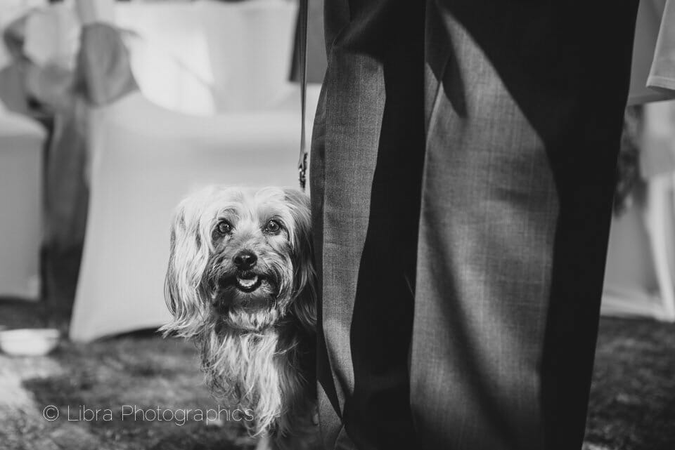 Dog at wedding in Black and White